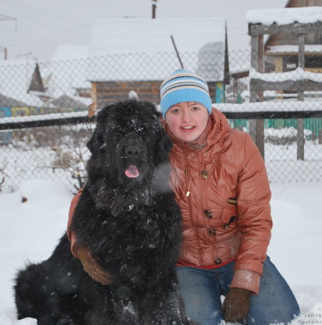Фото: ньюфаундленд Формула Любви от Сибирского Медведя, Елена Попова