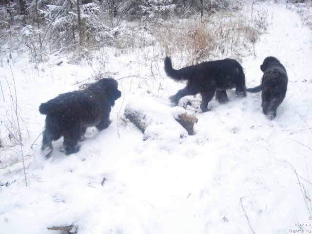 Фото: ньюфаундленд Их Высочество Гламур Доджи, ньюфаундленд Их Высочество Баттерфляй Блэк Омелия, ньюфаундленд Их Высочество Гиацинта Бриз