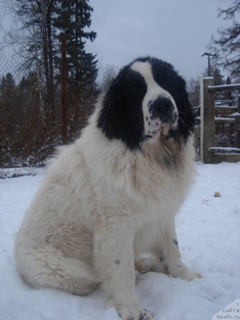 Фото: ньюфаундленд Хризолит Серебрянный Блеск из Уникальной Коллекции
