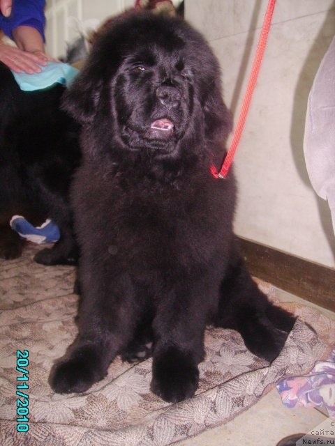 Фото: ньюфаундленд Их Высочество Владлена Маджикс