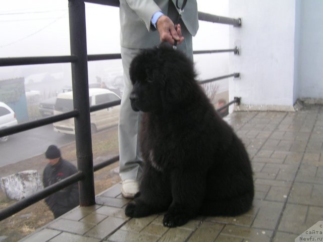 Фото: ньюфаундленд Нойри Империал из Медвежьего Яра (Noyri Imperial iz Medvejyego Yara)