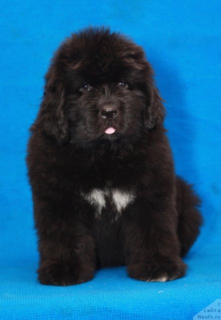 Фото: ньюфаундленд Акватория Келвин Олимпус (Aquatoriya Kelvin Olympus)