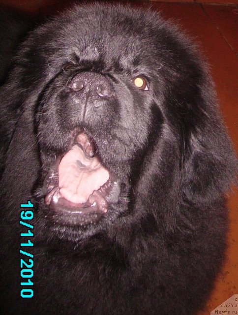 Фото: ньюфаундленд Их Высочество Владлена Маджикс