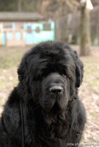 Фото: ньюфаундленд Lifeguard's American Style