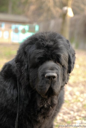 Фото: ньюфаундленд Lifeguard's American Style