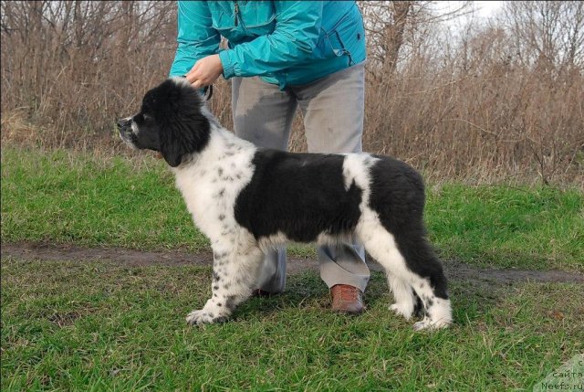 Фотография № 53652