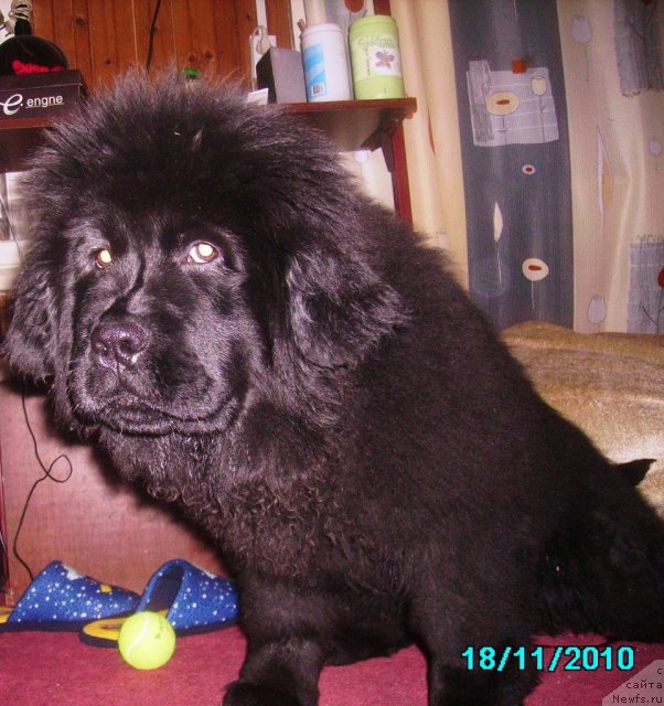 Фото: ньюфаундленд Их Высочество Владлена Маджикс