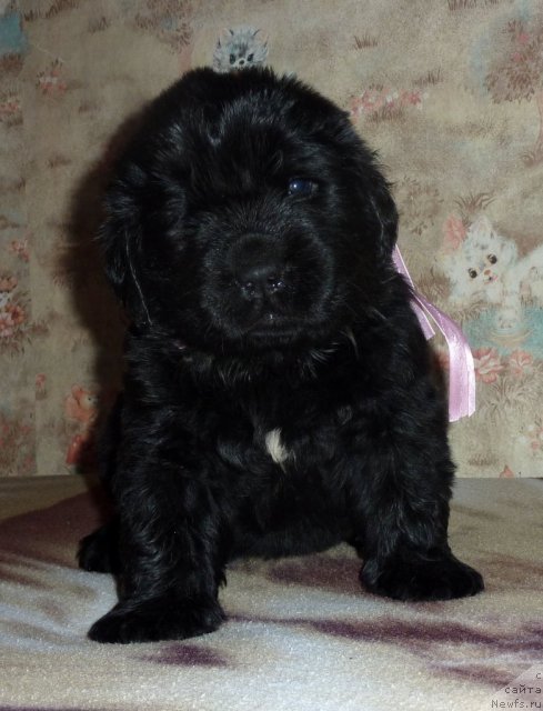 Фото: ньюфаундленд Вивьен Свит Леди