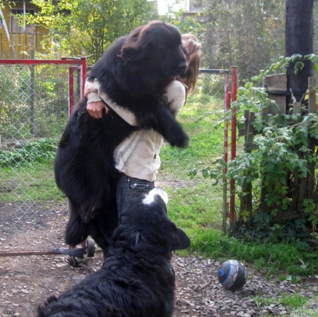 Фото: ньюфаундленд Блэк Диамонд Агидель от Потапа Сьюзэн