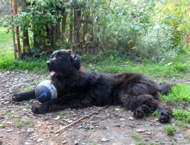 Фото: ньюфаундленд Блэк Диамонд Агидель от Потапа Сьюзэн