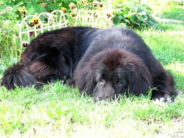 Фото: ньюфаундленд Блэк Диамонд Агидель от Потапа Сьюзэн