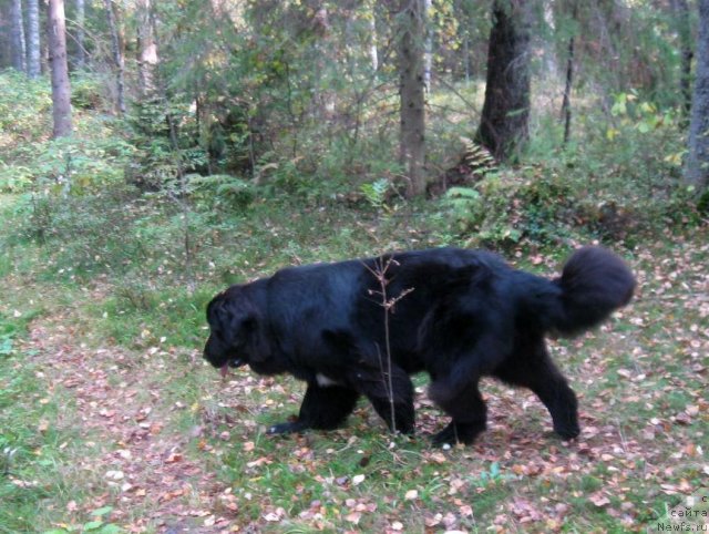 Фото: ньюфаундленд Блэк Диамонд Агидель от Потапа Сьюзэн