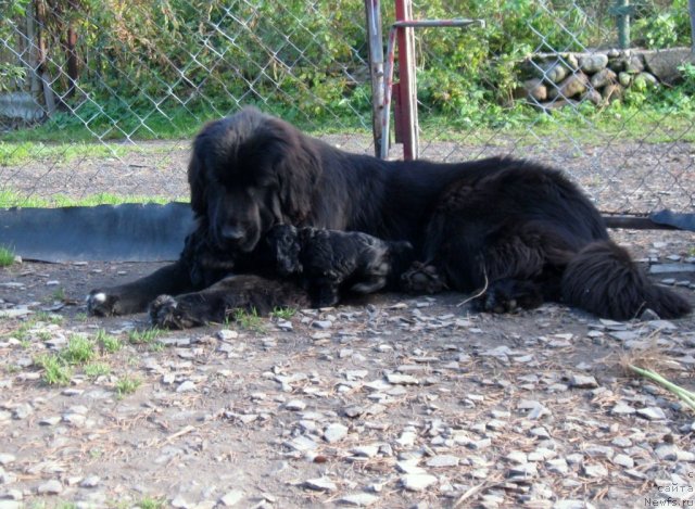 Фото: ньюфаундленд Блэк Диамонд Агидель от Потапа Сьюзэн