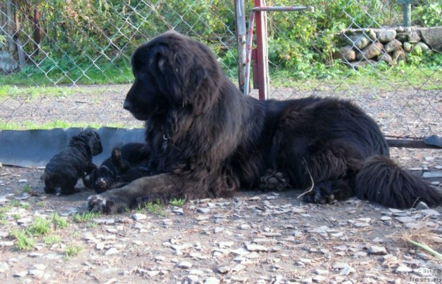 Фото: ньюфаундленд Блэк Диамонд Агидель от Потапа Сьюзэн