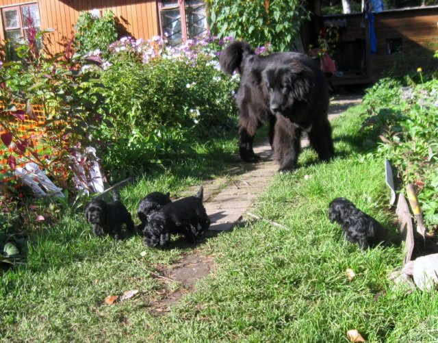 Фото: ньюфаундленд Блэк Диамонд Агидель от Потапа Сьюзэн