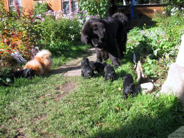 Фото: ньюфаундленд Блэк Диамонд Агидель от Потапа Сьюзэн