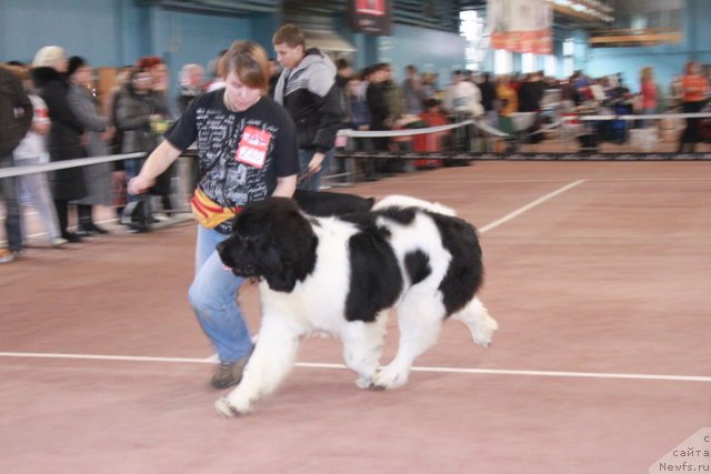 Фото: ньюфаундленд Супер Премиум Жодо Феролли (Super Premium Zhodo Ferolli)