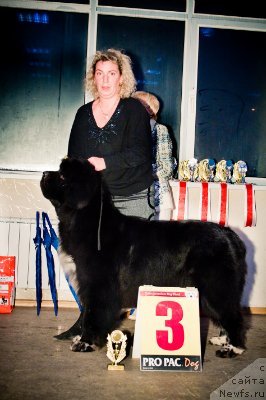 Фото: ньюфаундленд Gift of Destiny Midnight Bear, Елена Кочеткова