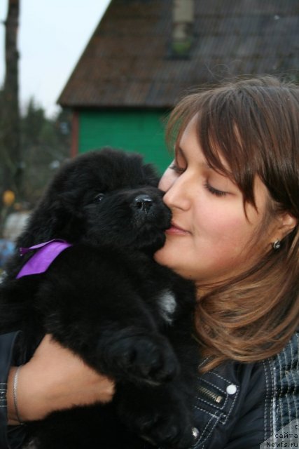 Фото: ньюфаундленд Смигар Гордон-Феллоу (Smigar Gordon Fellow), Анастасия Михайлова