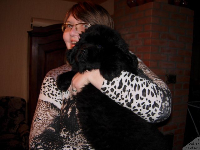 Фото: ньюфаундленд Смигар Галакси Шелл Вин (Smigar Galaxsy Shall Win), Власта Беззубченко