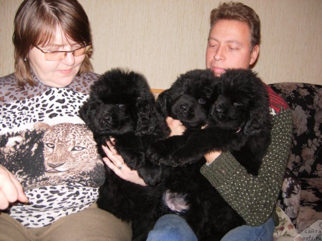 Фото: ньюфаундленд Смигар Галакси Шелл Вин (Smigar Galaxsy Shall Win), ньюфаундленд Смигар Грейт Саксэс, ньюфаундленд Смигар Го ту би зе Фест, Власта Беззубченко