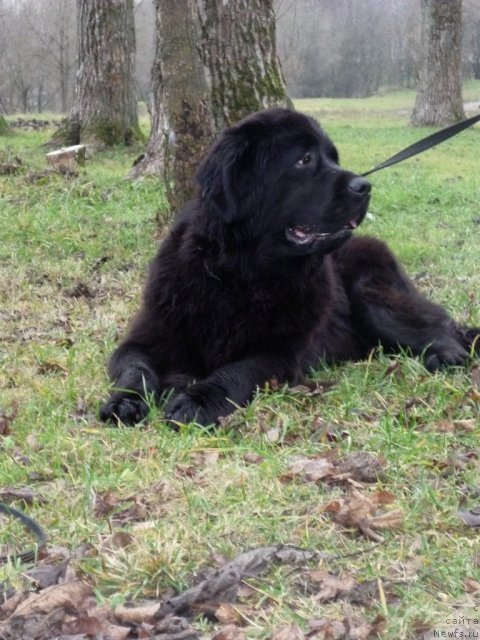 Фото: ньюфаундленд Потап Ярика (Potap Yarika)