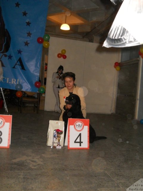 Фото: ньюфаундленд Фанньюф Альфелина Бледанс, Дарима Ачитуева