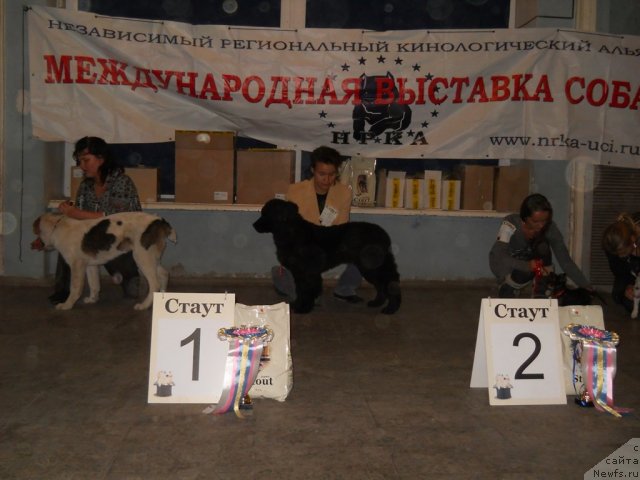 Фото: ньюфаундленд Фанньюф Альфелина Бледанс, Дарима Ачитуева