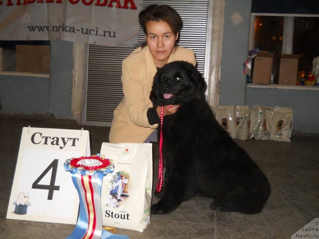 Фото: ньюфаундленд Фанньюф Альфелина Бледанс, Дарима Ачитуева