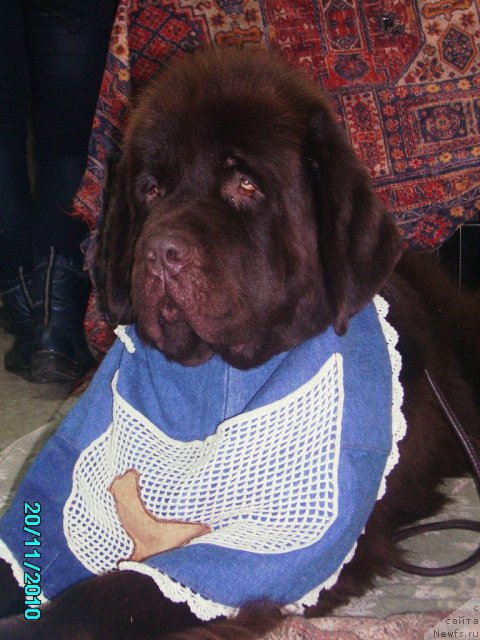 Фото: ньюфаундленд Кокетка от Чаннел из Медвежьего Яра