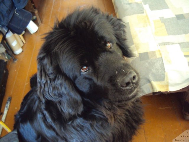 Фото: ньюфаундленд Юджиния из Медвежьего Яра (Yudzhiniya iz Medvejyego Yara)