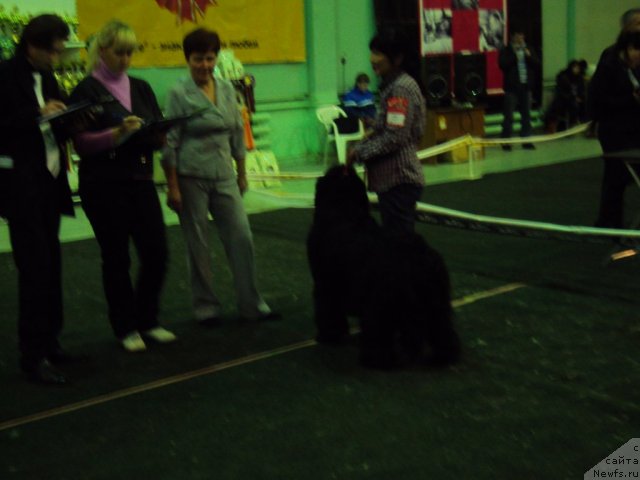 Фото: ньюфаундленд Юджиния из Медвежьего Яра (Yudzhiniya iz Medvejyego Yara)