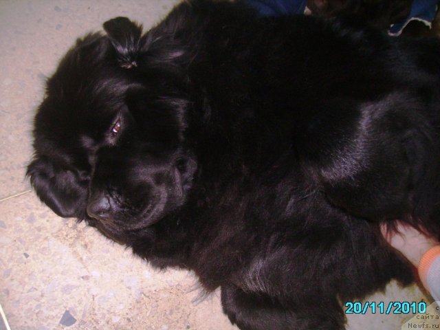 Фото: ньюфаундленд Акватория Келвин Зазноба (Aquatoriya Kelvin Zaznoba), Чесальщик Нистратов А.Д.