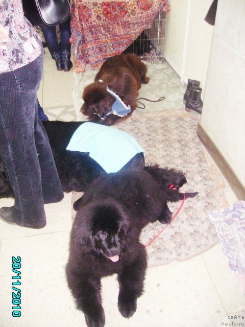 Фото: ньюфаундленд Их Высочество Владлена Маджикс, ньюфаундленд Акватория Келвин Зазноба (Aquatoriya Kelvin Zaznoba), ньюфаундленд Кокетка от Чаннел из Медвежьего Яра