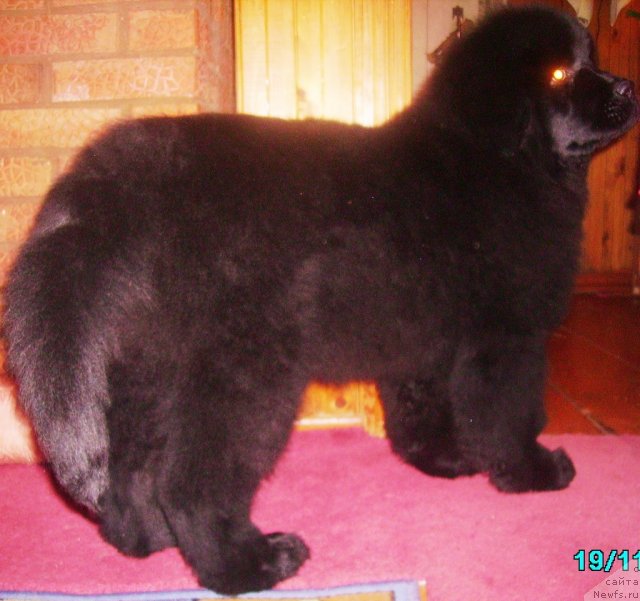 Фото: ньюфаундленд Их Высочество Владлена Маджикс