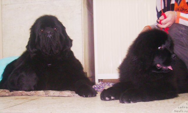 Фото: ньюфаундленд Акватория Келвин Зазноба (Aquatoriya Kelvin Zaznoba), ньюфаундленд Их Высочество Владлена Маджикс