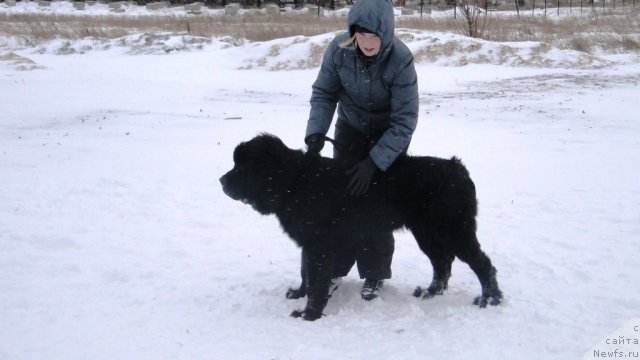 Фото: ньюфаундленд Млечный Путь из Тихого Омута, Вероника Кузьмина