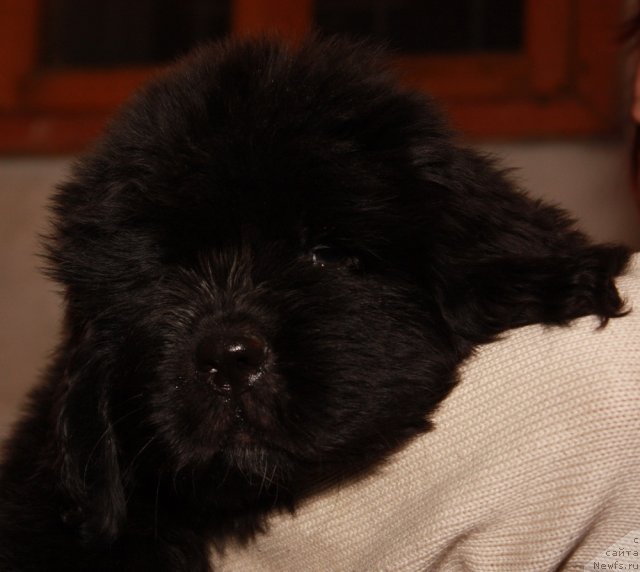 Фото: ньюфаундленд Акватория Келвин Олимпийский Мишка