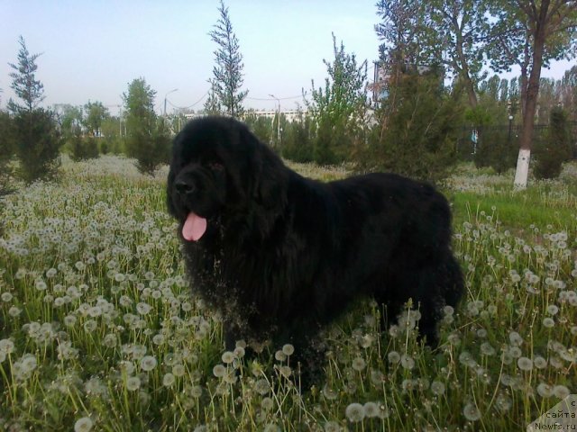 Фото: ньюфаундленд Веллингтон из Медвежьего Яра