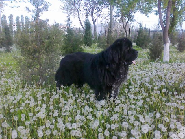 Фото: ньюфаундленд Веллингтон из Медвежьего Яра