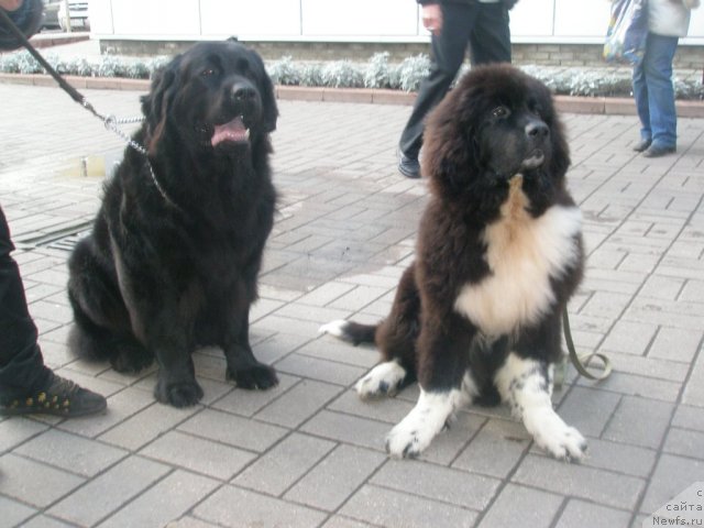 Фото: ньюфаундленд Великий Медведь Загадка, ньюфаундленд Старбимовлав Гардемарин