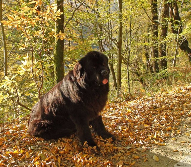 Фото: ньюфаундленд Потап Фидель