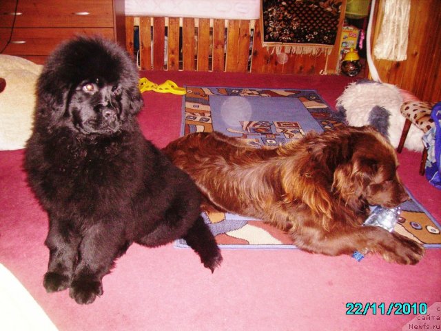 Фото: ньюфаундленд Их Высочество Владлена Маджикс, ДАН