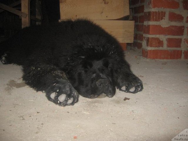 Фото: ньюфаундленд Апполон Биг Босс