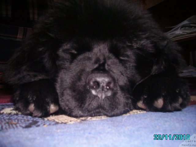 Фото: ньюфаундленд Их Высочество Владлена Маджикс