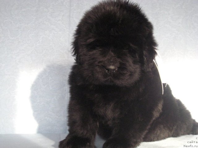 Фото: ньюфаундленд Смигар Галакси Шелл Вин (Smigar Galaxsy Shall Win)