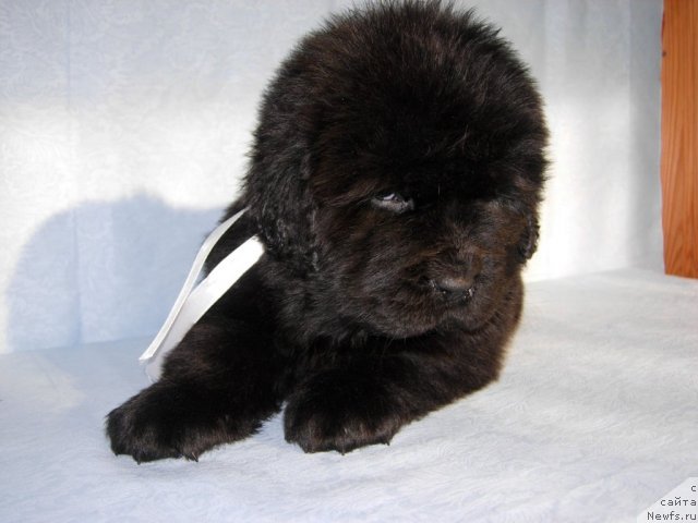 Фото: ньюфаундленд Смигар Галакси Шелл Вин (Smigar Galaxsy Shall Win)