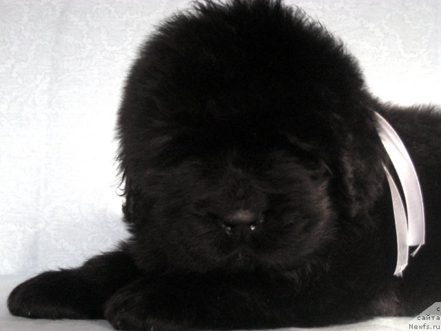 Фото: ньюфаундленд Смигар Галакси Шелл Вин (Smigar Galaxsy Shall Win)