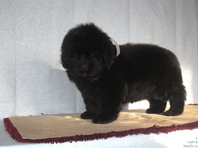 Фото: ньюфаундленд Смигар Галакси Шелл Вин (Smigar Galaxsy Shall Win)