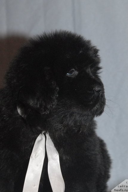 Фото: ньюфаундленд Смигар Галакси Шелл Вин (Smigar Galaxsy Shall Win)